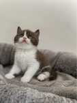 British shorthair bicolor