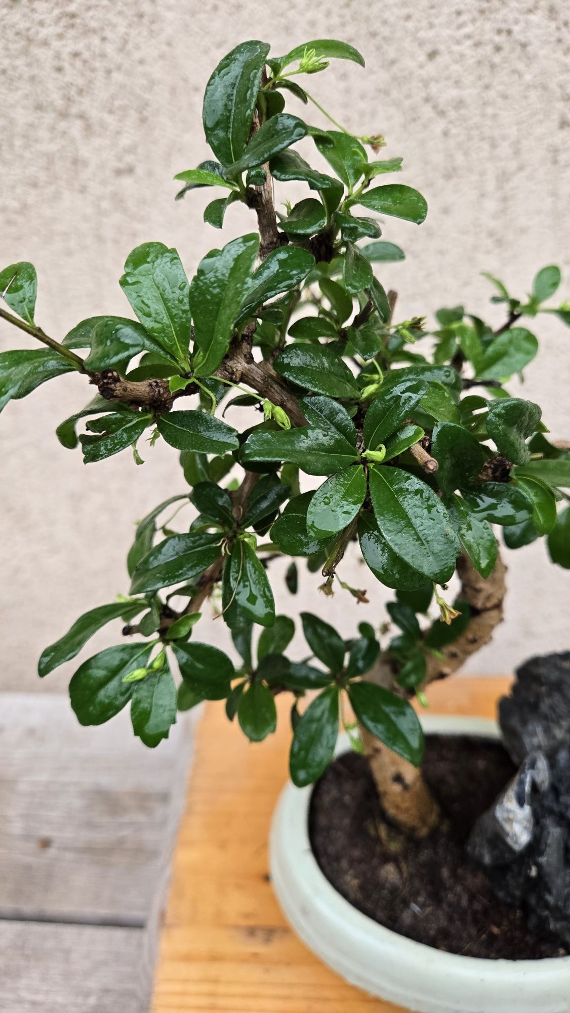 Bonsai Carmona in forma de "S"