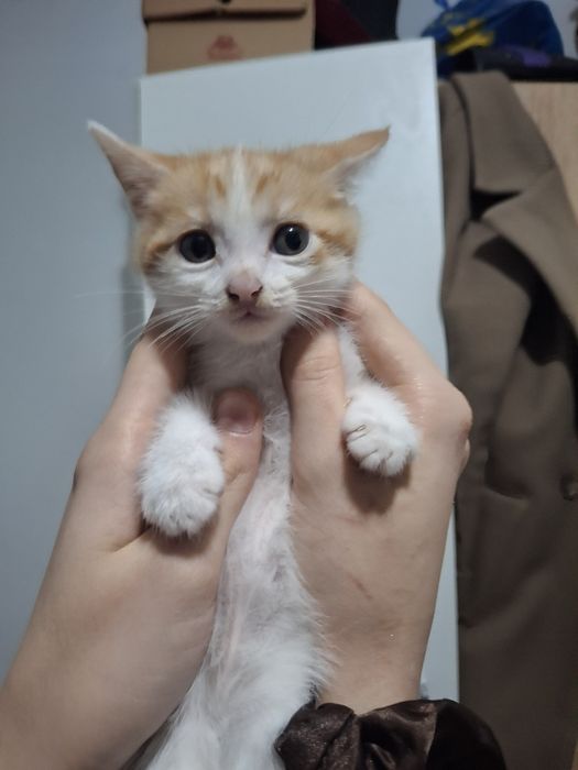 Котят в добрые руки