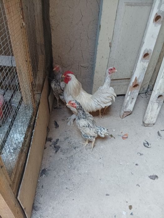 Qora tovuq oilasi sotiladi  ko shamo makiyonlari bor