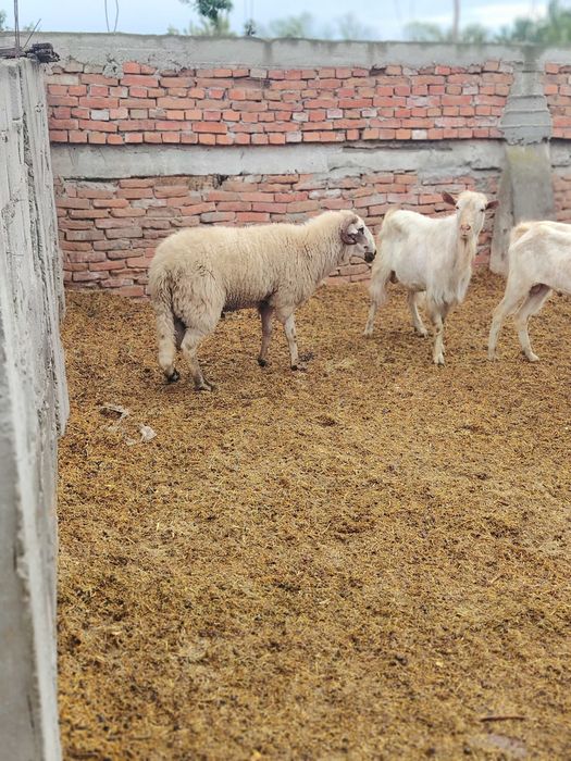 Vind berbec pt protap sau taiere