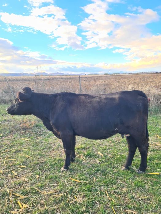 Vand doua vaci angus