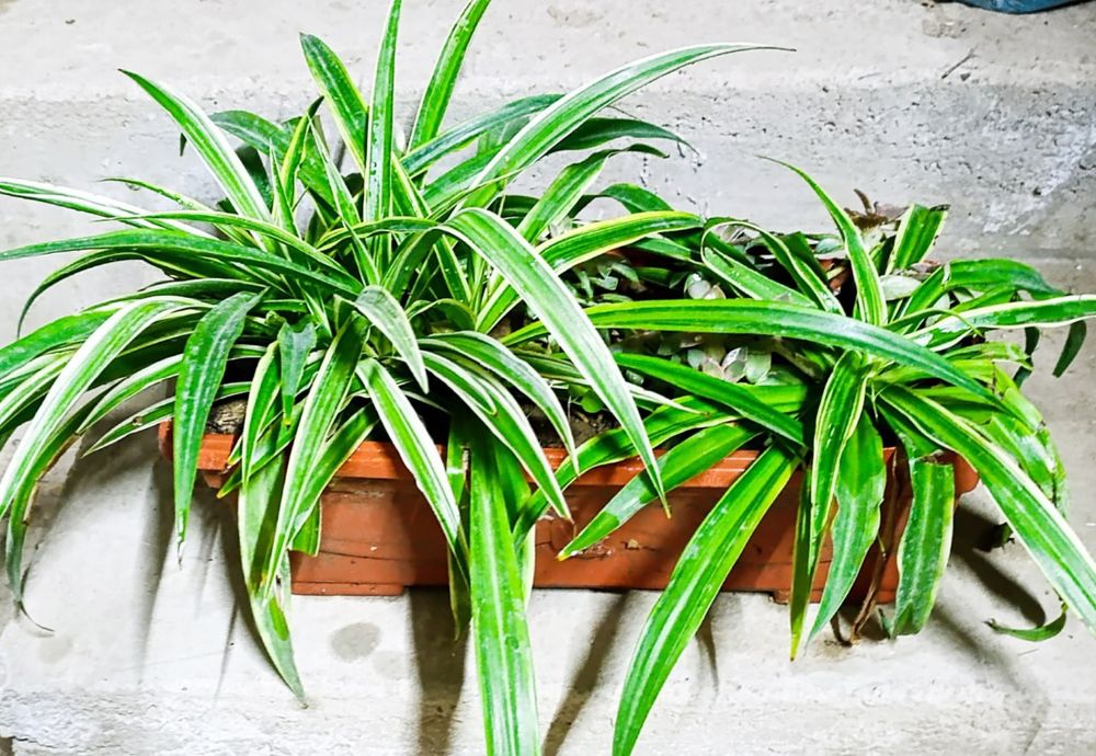 Хлорофитум в контейнере