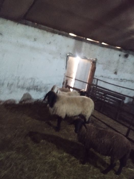 Vând/schimb oaie sârbească