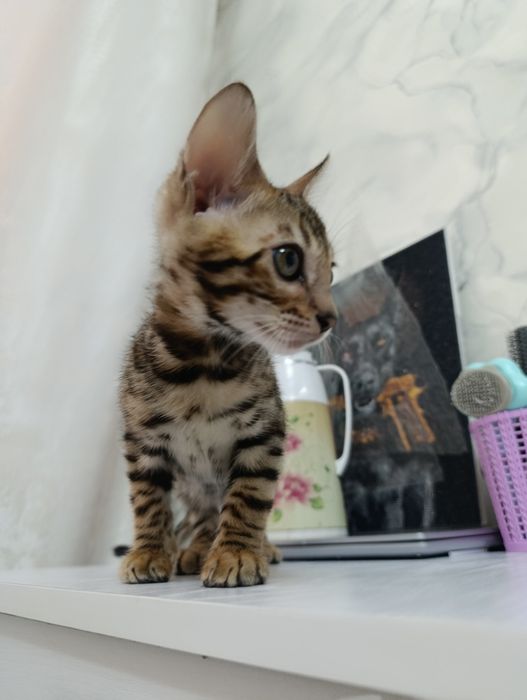 Бенгальский котенок мальчик