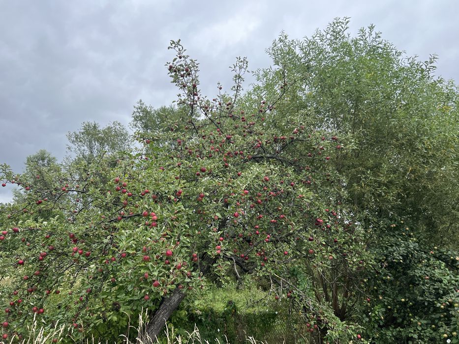 Casa de vanzare! Propietate ideală!