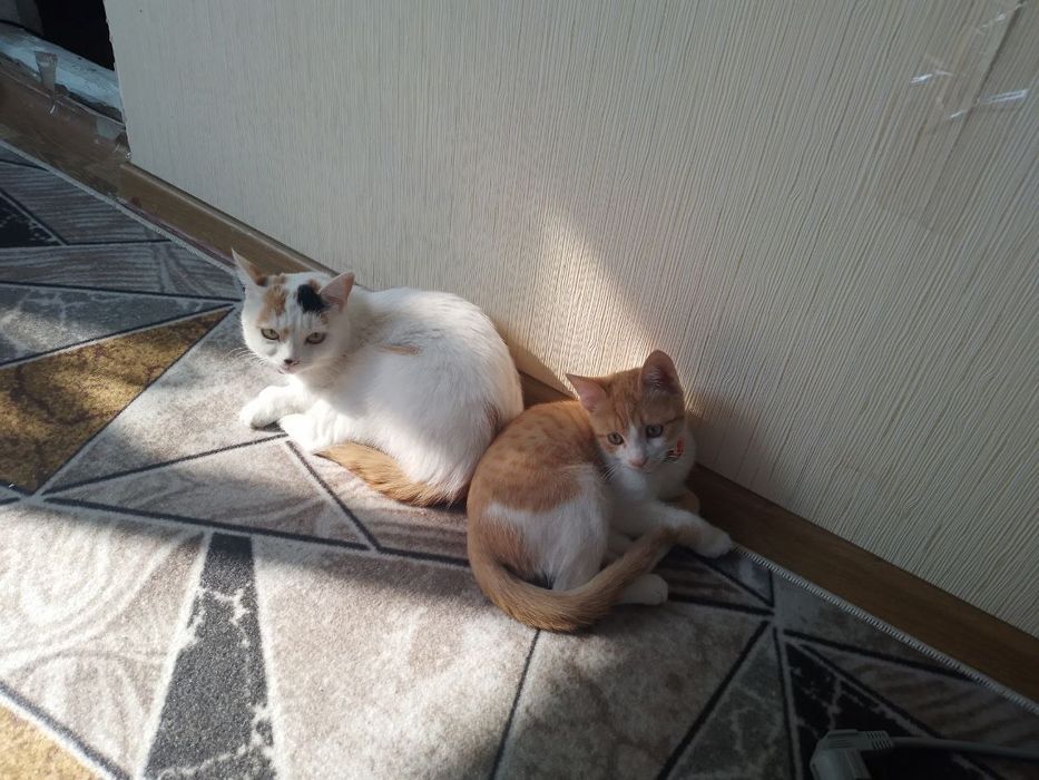 Turkiy Van zotli mushuklar sotiladi