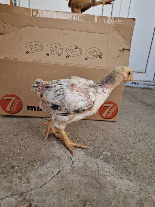 pui de vânzare-judetul Constanta