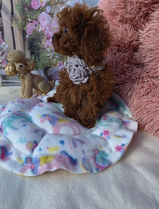 Запазена! Пудел тийкъп момиче всички ваксини