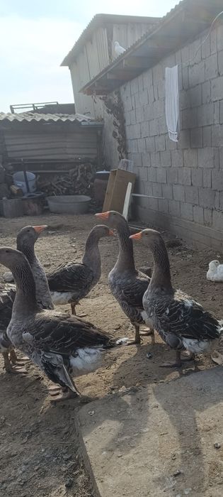 Продам молодых гусей