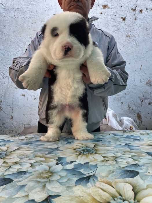 Щенок алабая ( супер Гигант )