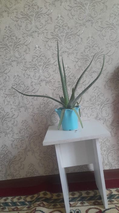 Домашние цветы алоэ көлемді келген тым кішкене емес