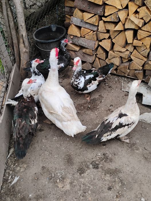 Vând 6 rațe mute