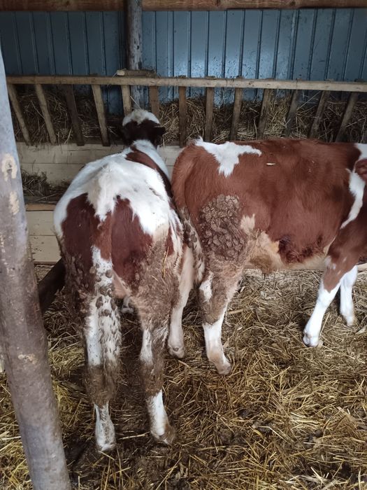 Vând trei taurasii de 5 luni pentru detalii la număr de telefon 075161