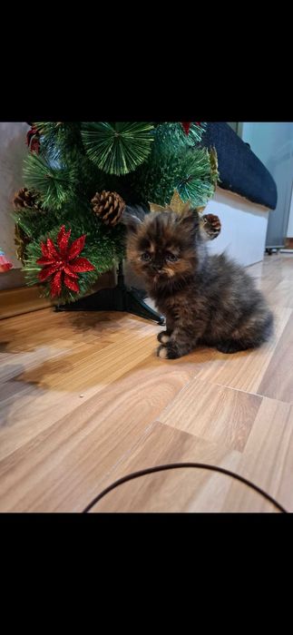 Персийски котета