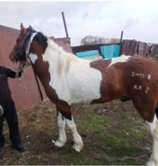 Айғыр сатылады.7жаста