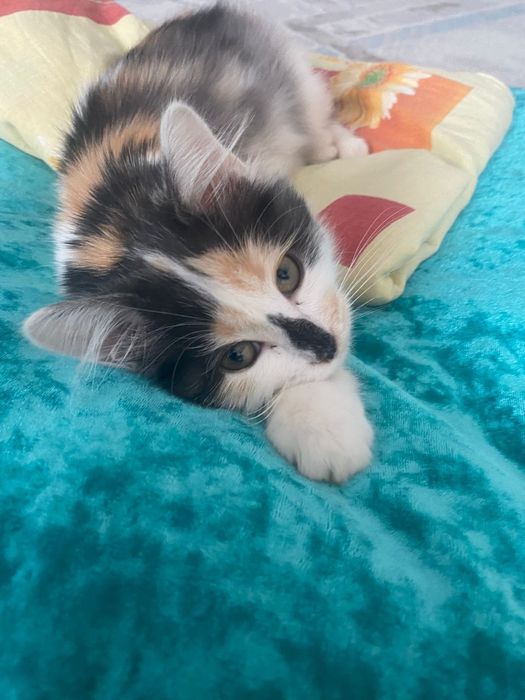 Отдам котёнка в добрые руки