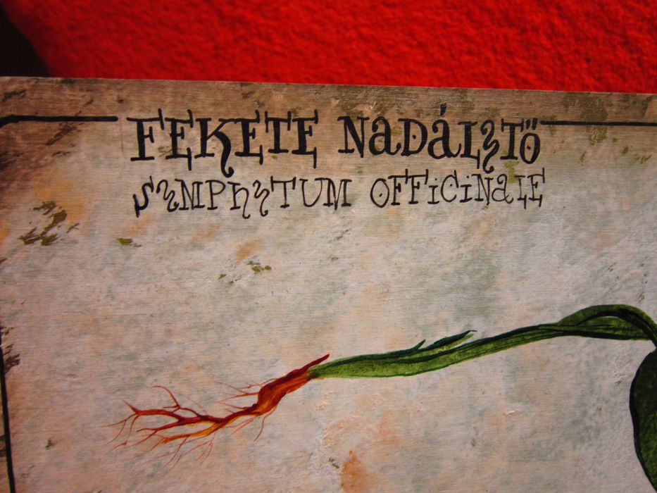 cadou deosebit botanic superb Symphytum officinale - Tataneasa