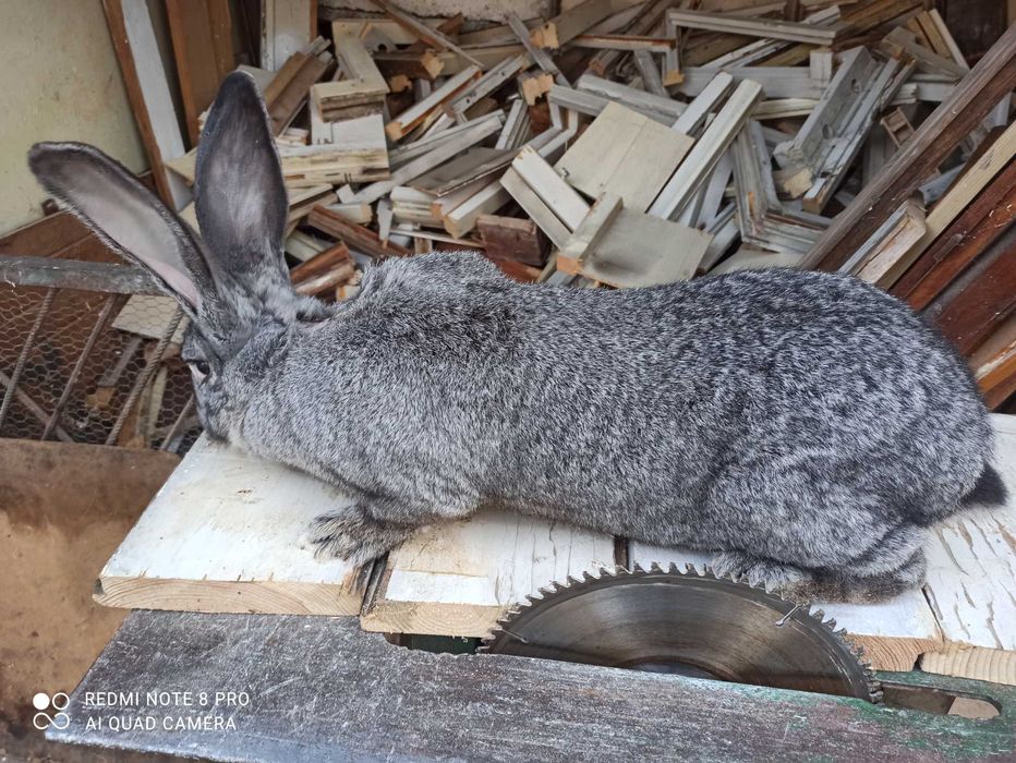 Продавам Зайци Оедрена Чинчила