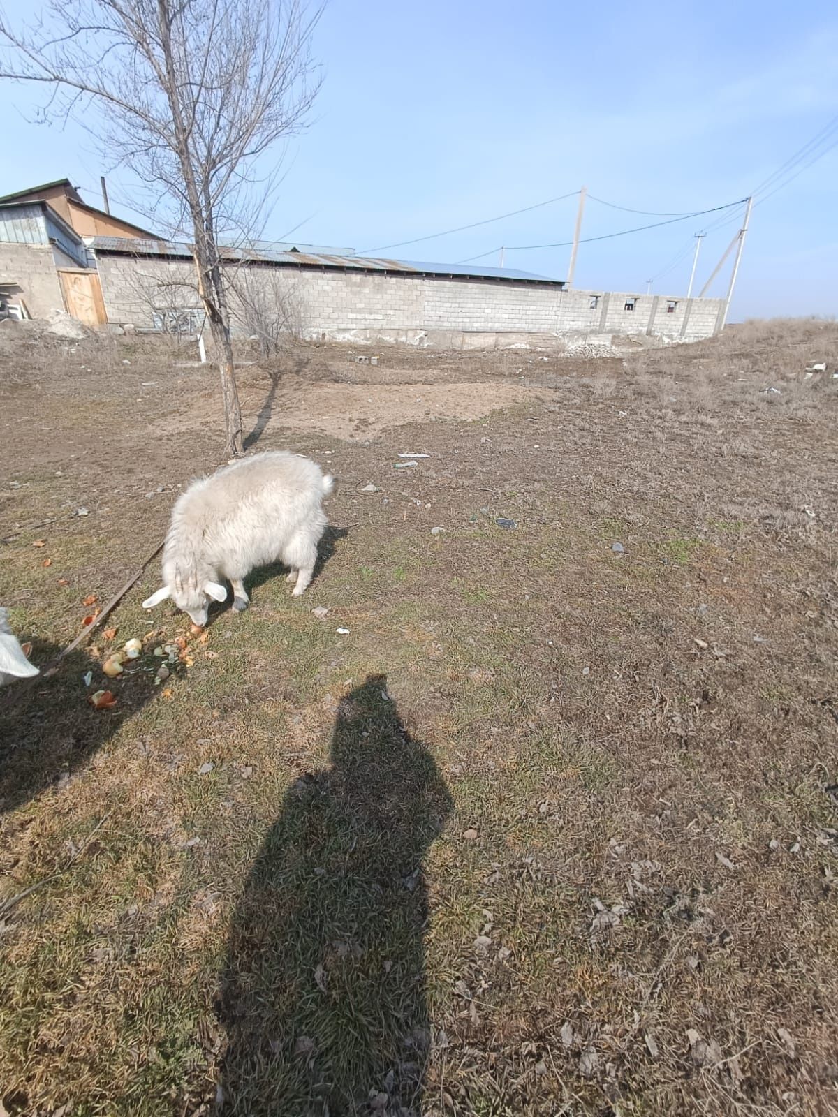 Ешкі     сатылады