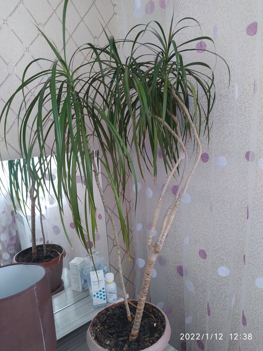 Продам Драцену красивую