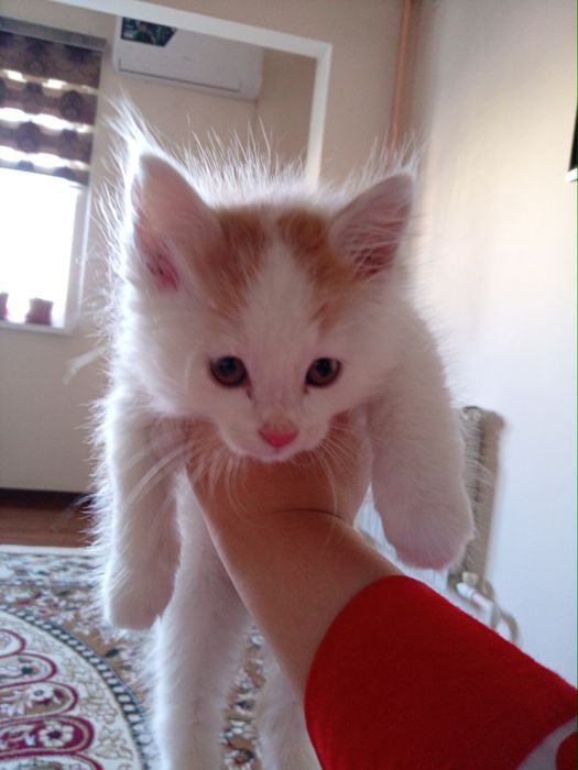 Garlfield toza zot mushugi 2 oylik domda toza ozoda oʻsgan.
