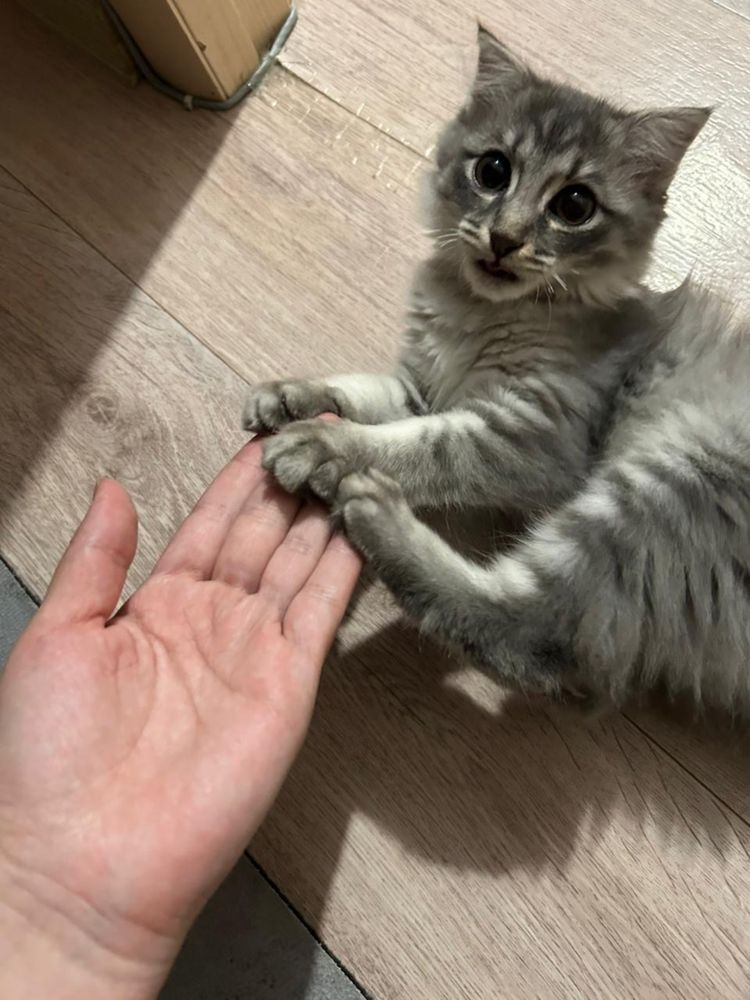 Кошка домашный Үй мысығы тегін