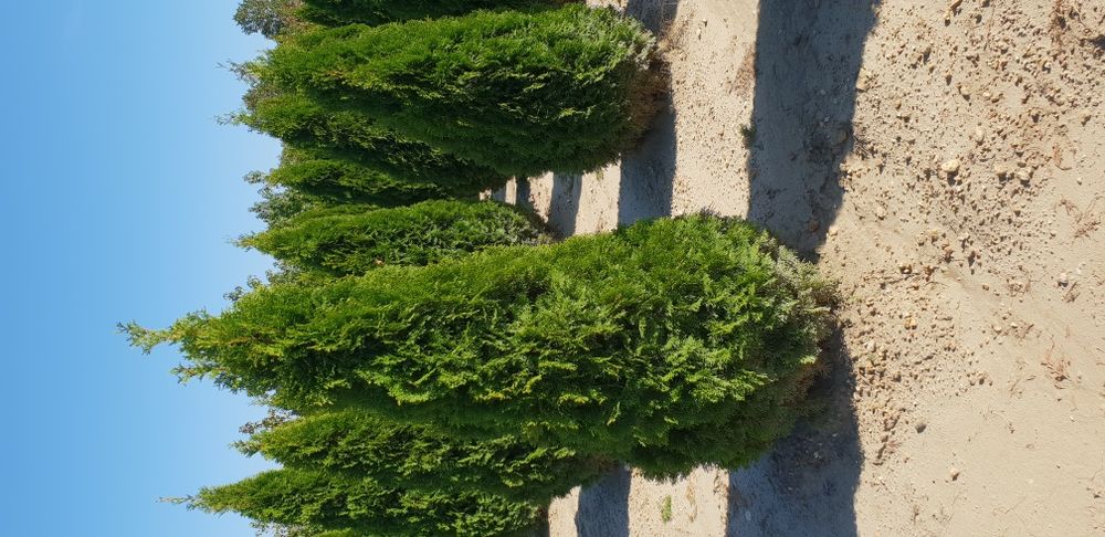 Tuia de mai multe dimensiuni Putem să vă oferim transport și plantat