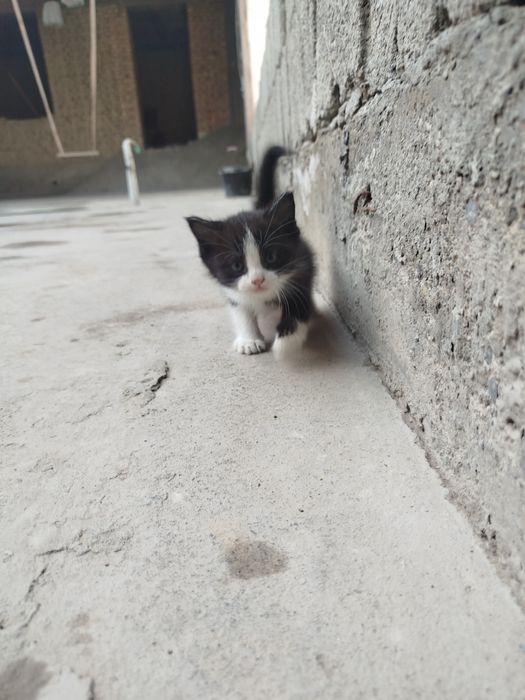 Мушук болалари Бир ярим ойлик