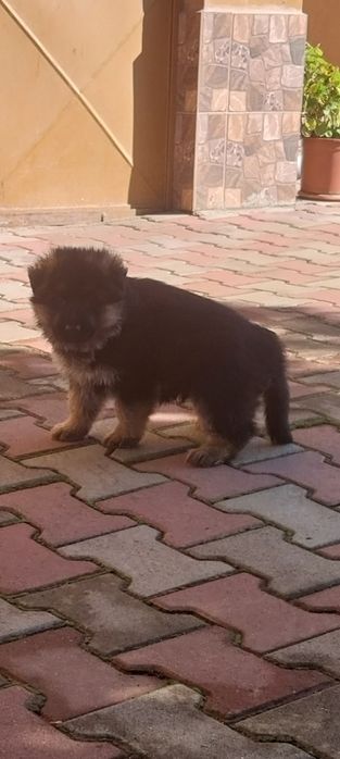 Catei Ciobanesc German