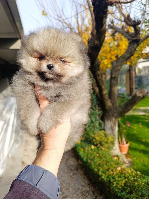 Померан, мини померан