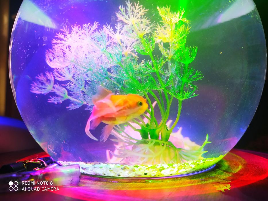 Аквариум круглый  и золотая рыбка