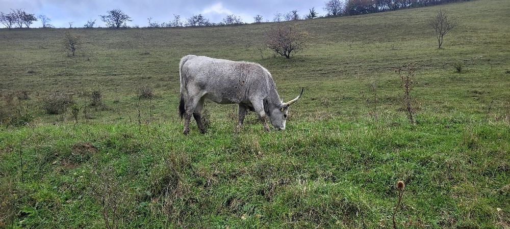 Sură de stepă Vițele și juninci disponibile