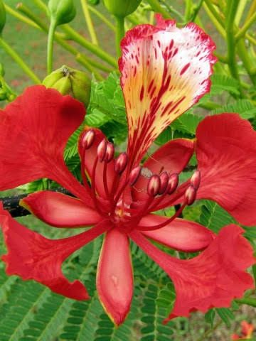 Copacul Flacara cu Flori de foc