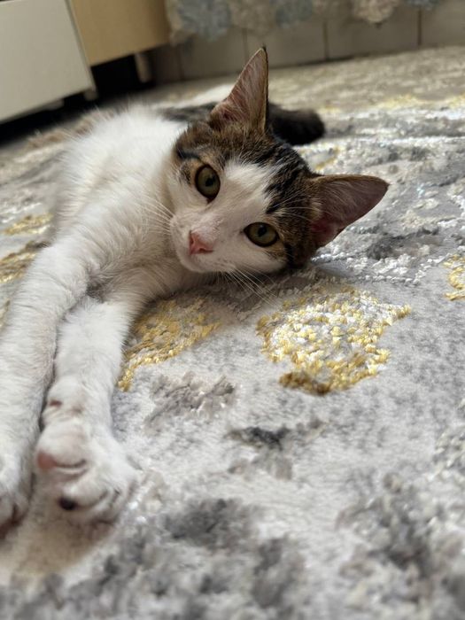 Котёнок бесплатно даром
