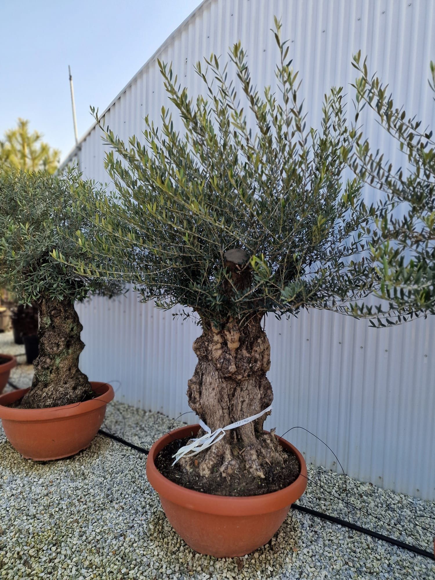 Vand maslini ( olea europaea ) maslini seculari,  bonsai, plante