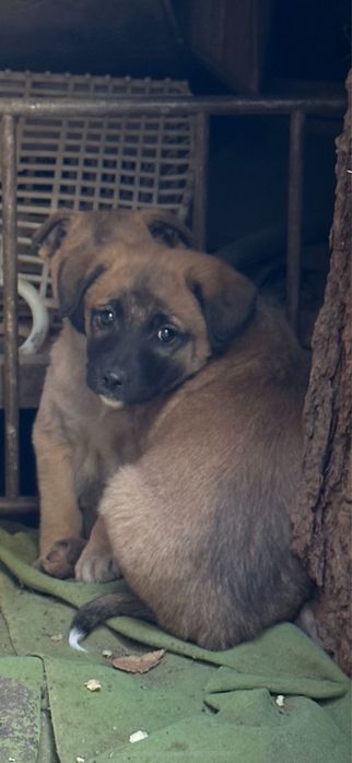 Щенок (девочка) в поисках дома