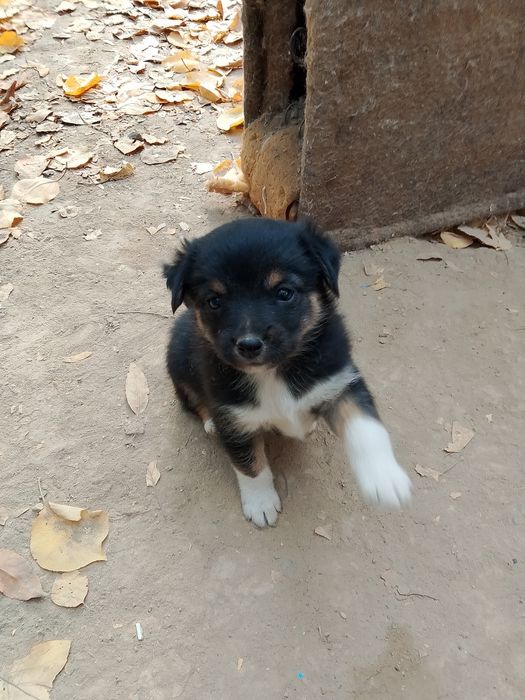 Дворняшки. Щенки. Очень умные. Двухмесячные