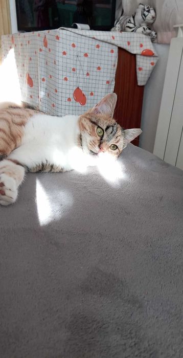 Търсим дом за Шери