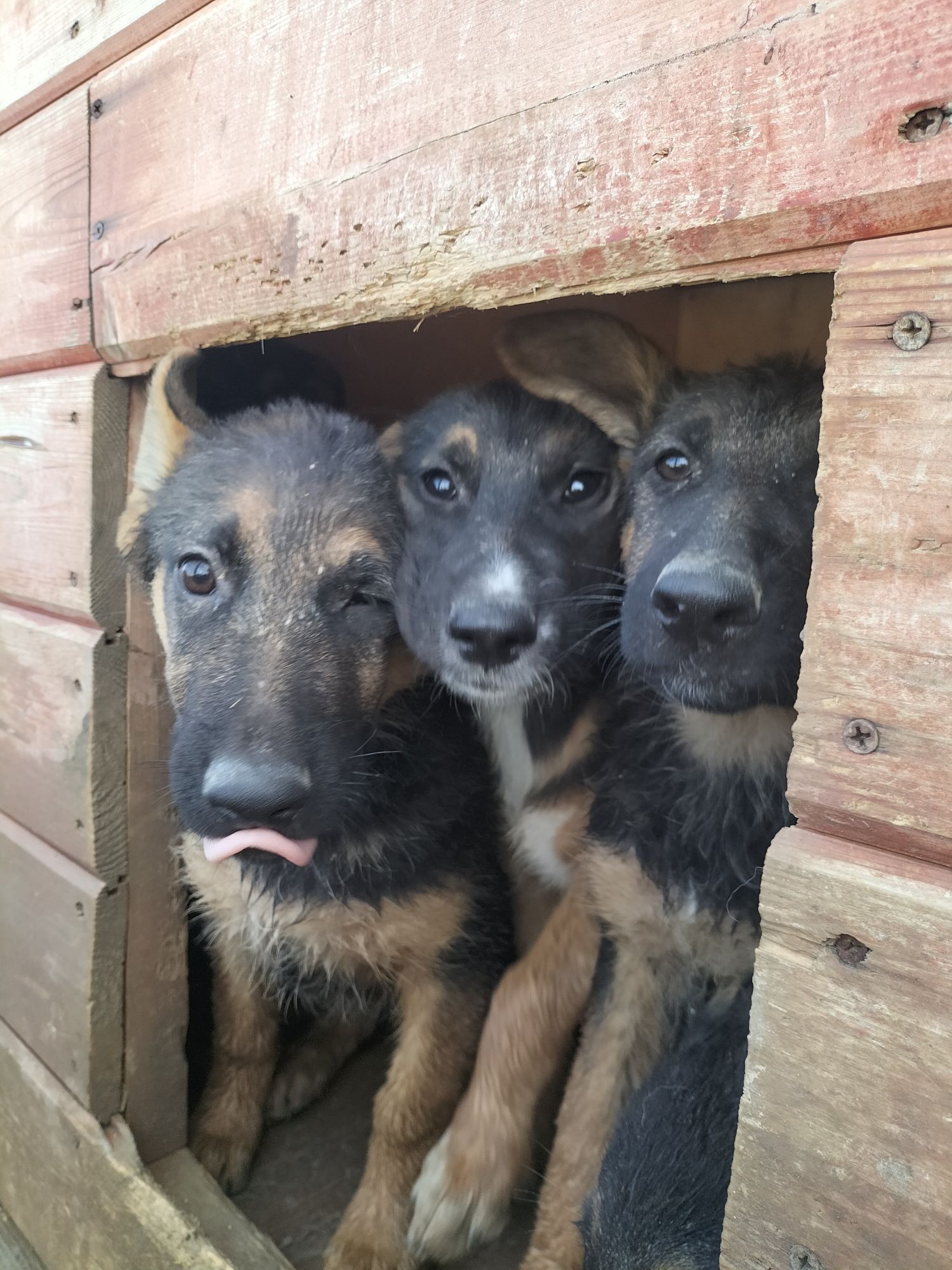 Немецкие овчарки