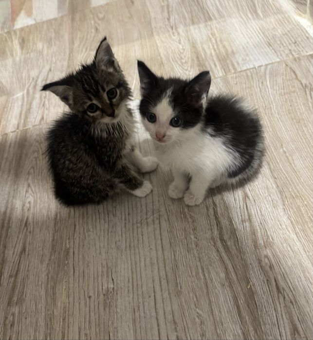 КОСШЫ отдам срочно маленьких котят