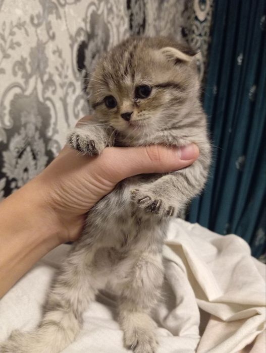 scottish fold va britan bollari tozasi