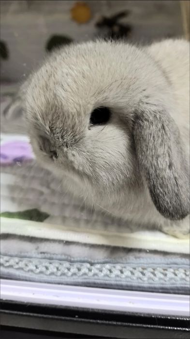 Oilangizga mehr va tabassum olib kiradigan quyonchalar!