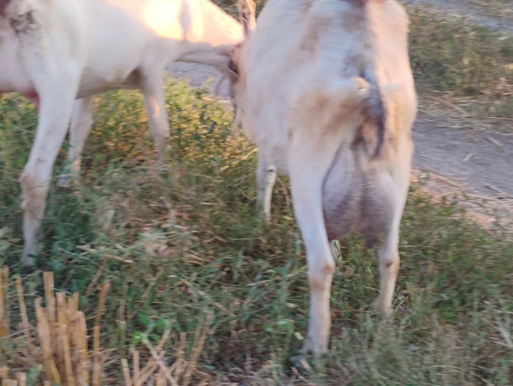 Capre de vanzare Turnu Magurele