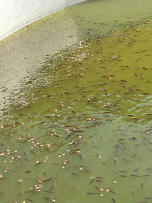 Puiet de crap romanesc, frasinet și oglinda