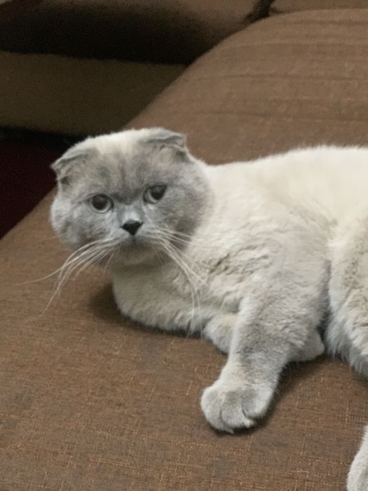 Шотландский Фолд