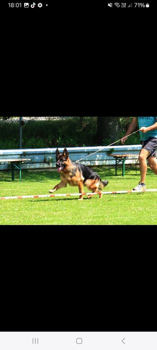 Catei Ciobanesc German