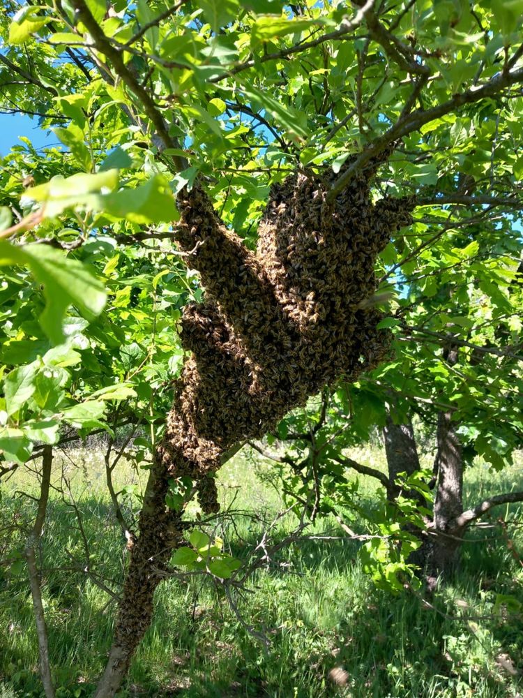 Vând Roi Naturali de albine