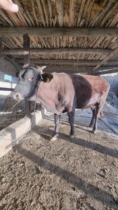 Buqa sotiladi  9 oylik