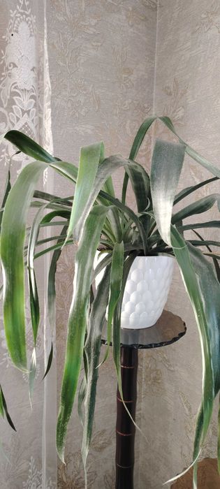 Продам комнатные цветы